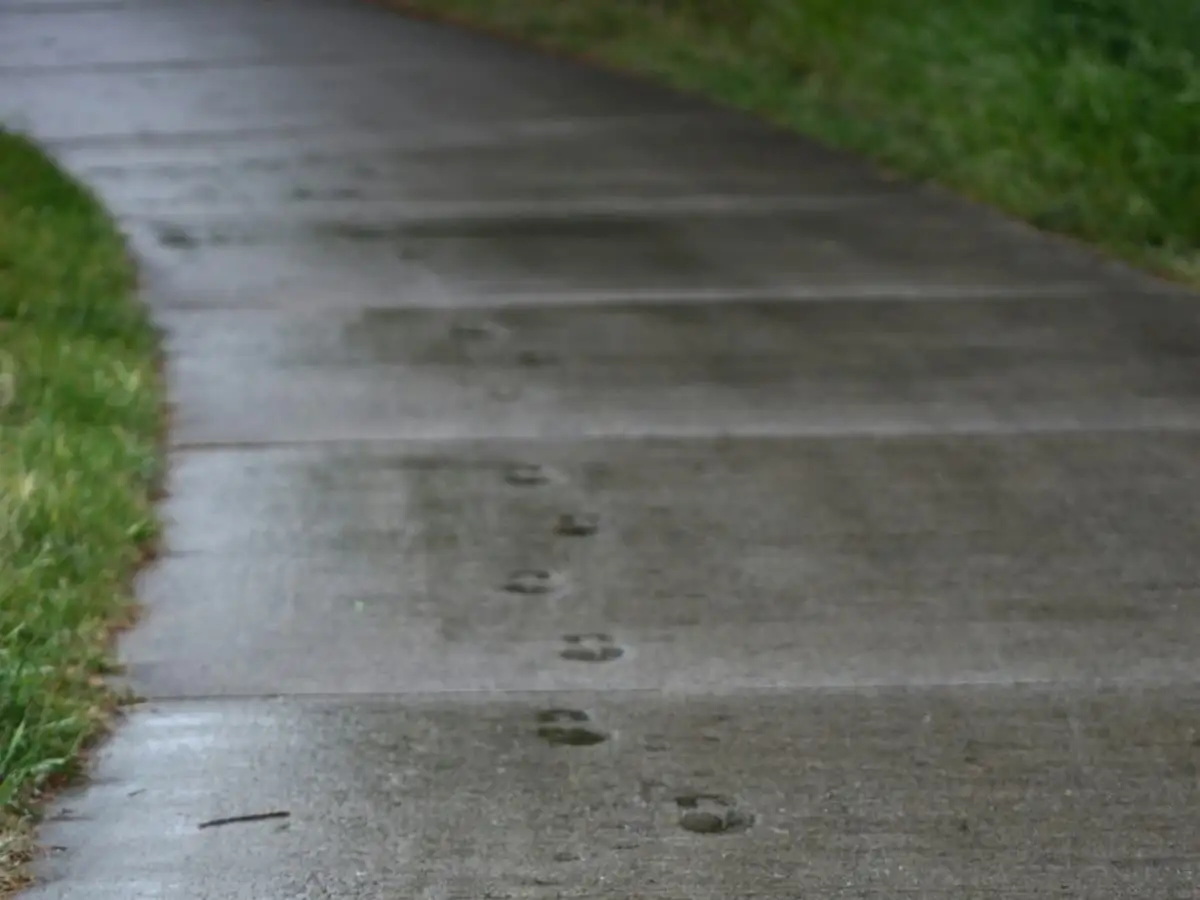 Freshly poured concrete walkway next to a lawn